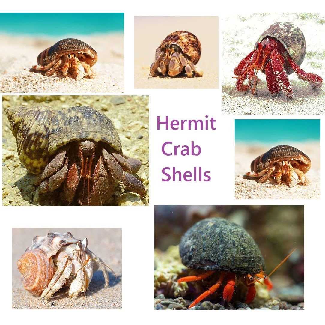 15 Pc Natural Hermit Crab Shells P6499