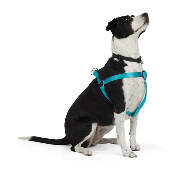 Dog Harness Q1865