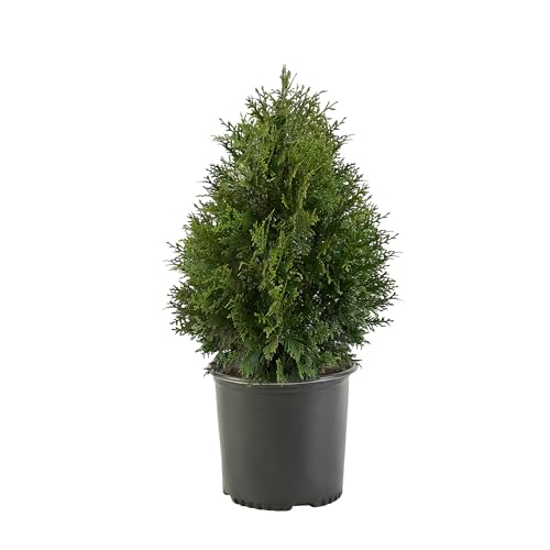 2.25 Gal Green Arborvitae Shrub R7090