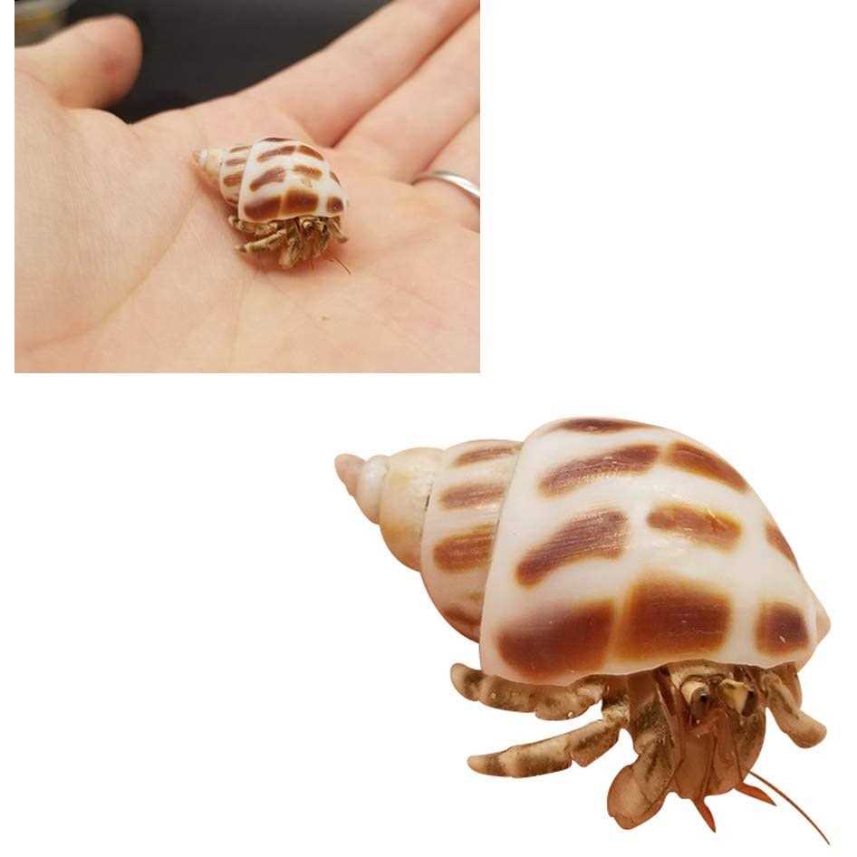 15 Pc Natural Hermit Crab Shells P6499