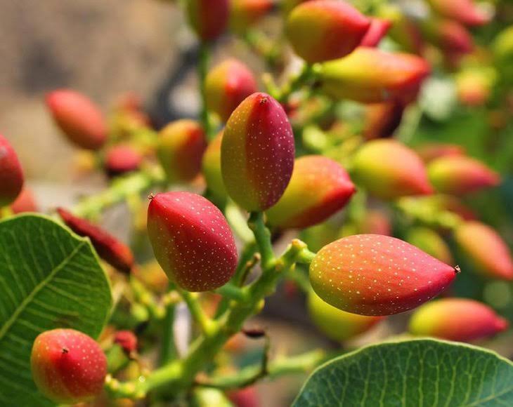 25 Pounds Pistachio Kernels M768