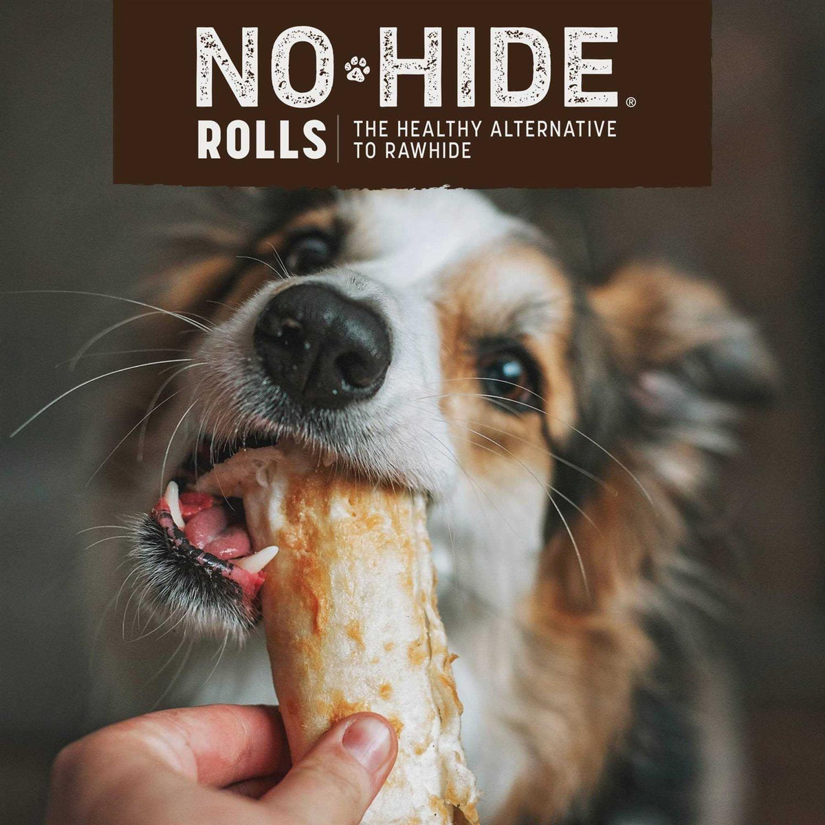 Dog No Hide Salmon L73945