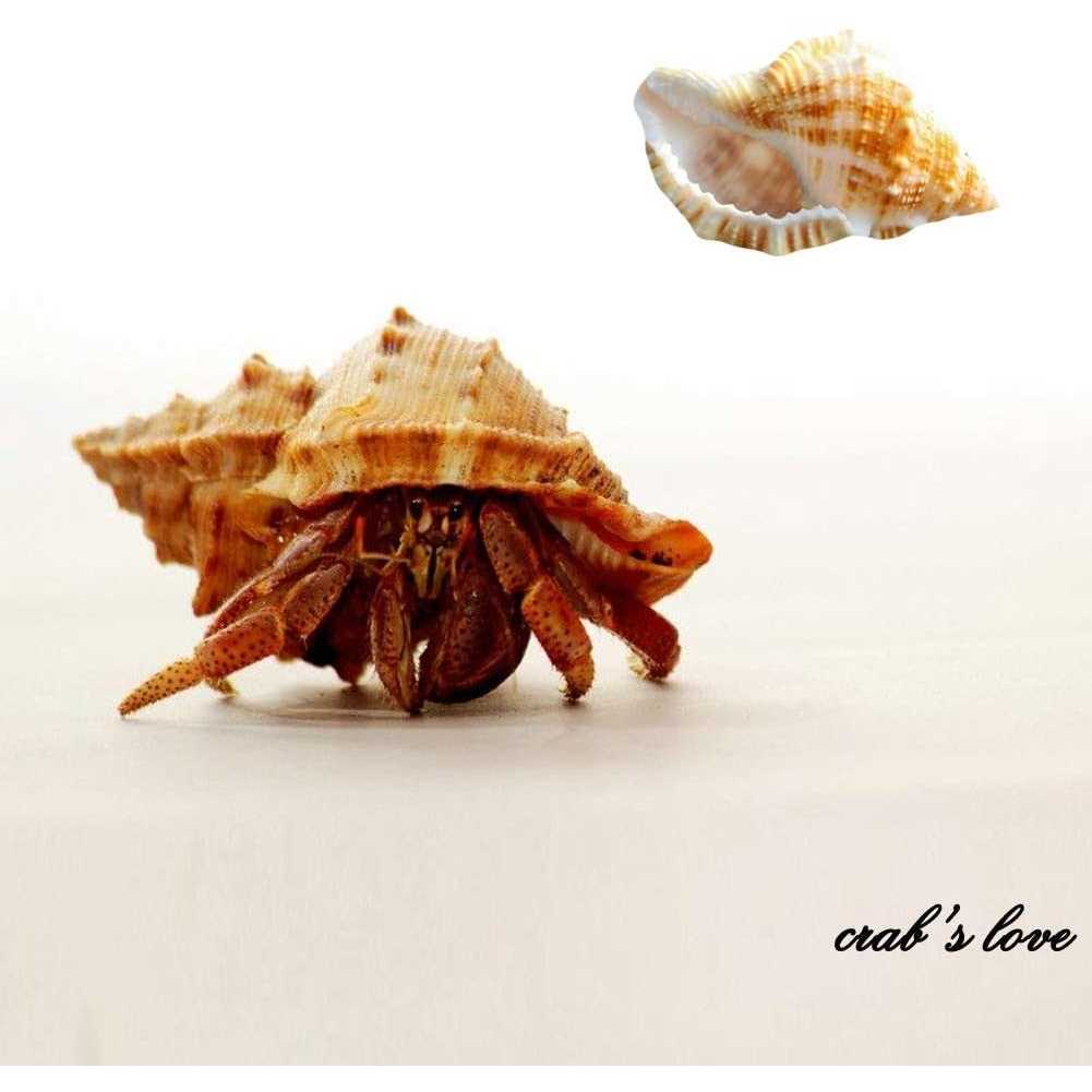 15 Pc Natural Hermit Crab Shells P6499
