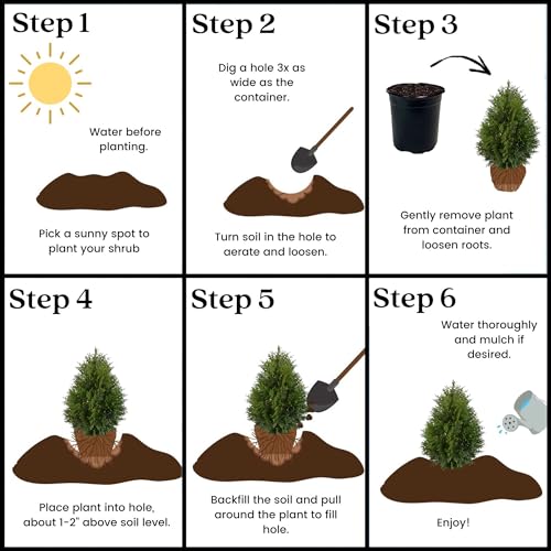 2.25 Gal Green Arborvitae Shrub R7090