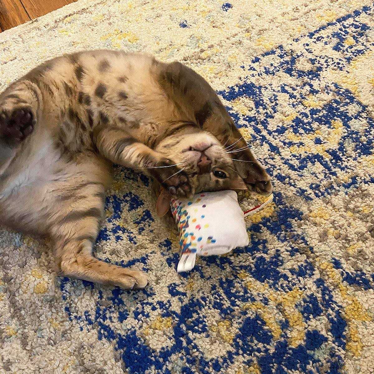 Refillable Cat Toy O640
