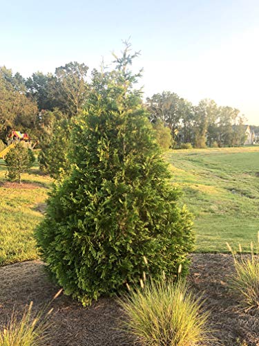 2.25 Gal Green Arborvitae Shrub R7090