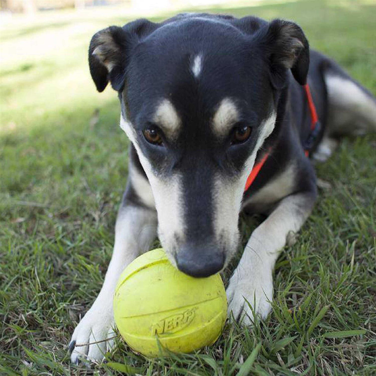 Dog Ball Dog Toy Y86651