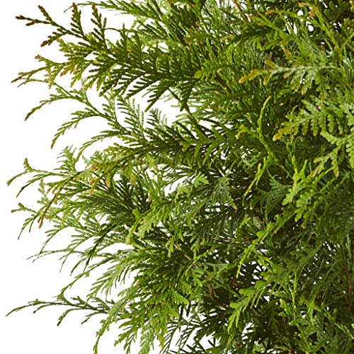 2.25 Gal Green Arborvitae Shrub R7090