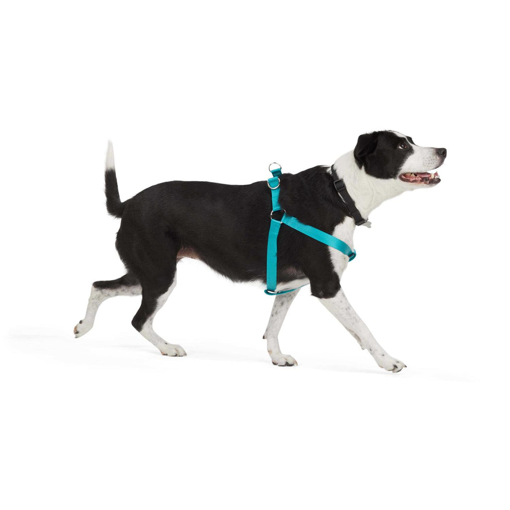 Dog Harness Q1865