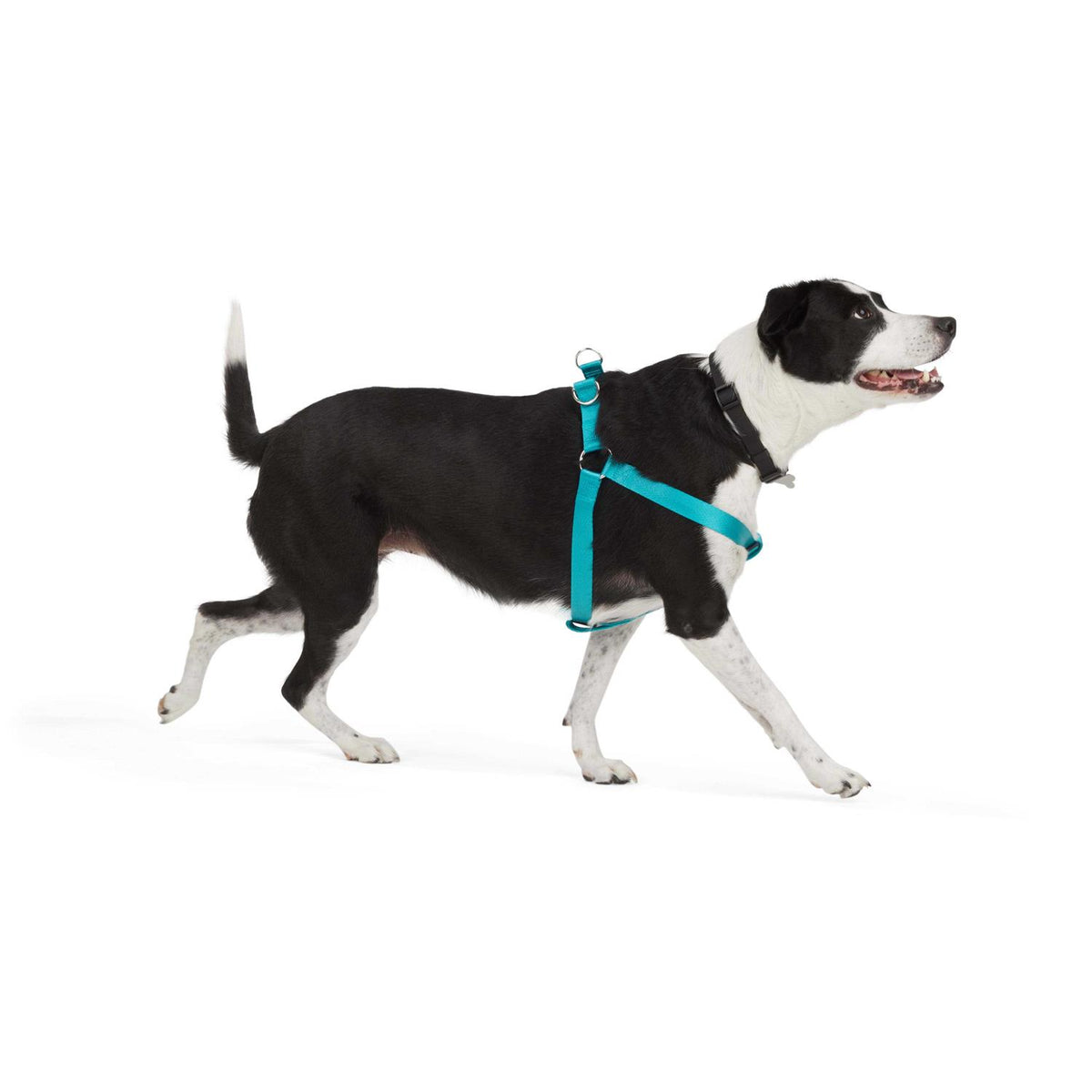 Dog Harness Q1865