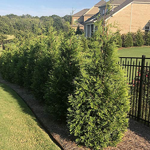2.25 Gal Green Arborvitae Shrub R7090