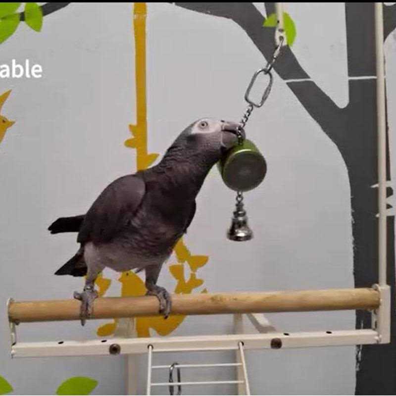Parrot Toy W322888