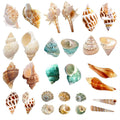 15 Pc Natural Hermit Crab Shells P6499