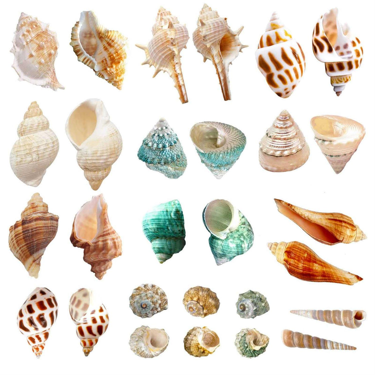 15 Pc Natural Hermit Crab Shells P6499