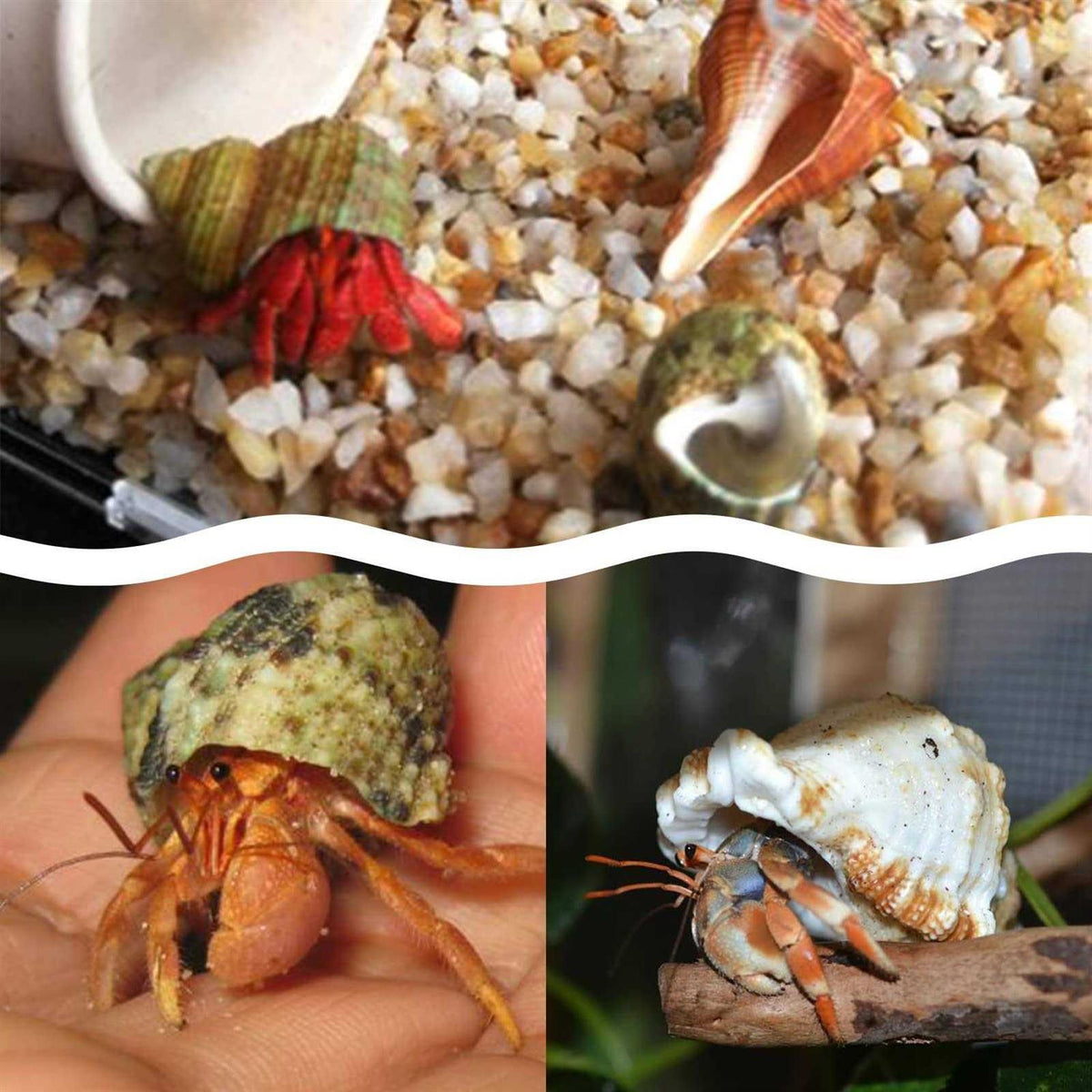 15 Pc Natural Hermit Crab Shells P6499